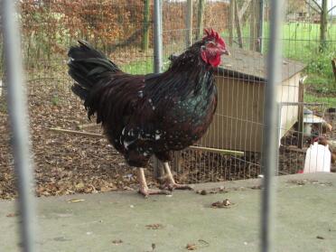 Speckled Sussex cockerel ved chartley chucks