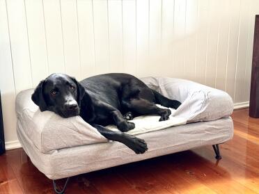 Loki slapper af på sin bolster-seng