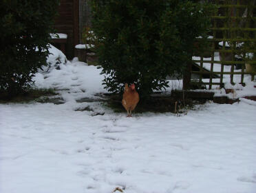 Chikki havde fundet en snefri plet under bugttræet - men bekymret for, hvordan man skulle komme tilbage til løbeturen