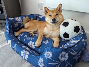 Smiley shiba i størrelse lille rede seng