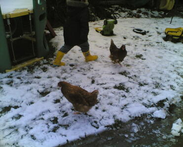 Kyllinger i sneen
