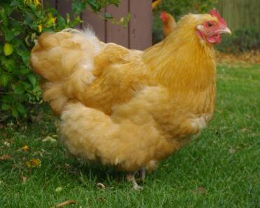 Buff orpington bantam kylling i haven