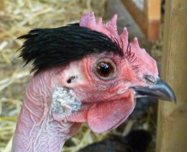Et billede af en kylling med nøgen hals.