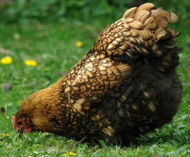 Gold laced orpington i haven