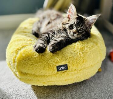 Jeg elsker min nye seng😻