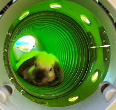 Cookie the minilop tager sig en lur i sin tunnel en sommerdag