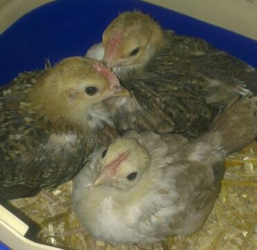 Serama kyllinger 4 uger gamle