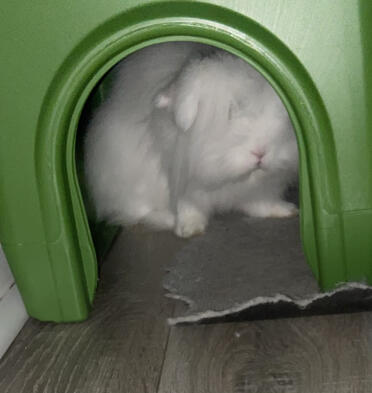 Stanley elsker livet i sit nye shelter 