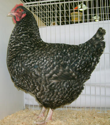 Marans kylling