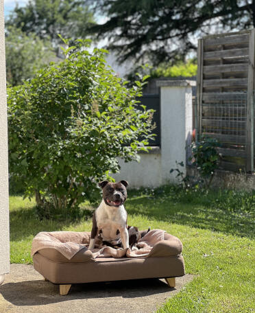 Tupac un staffie sinon rien af nythoavl