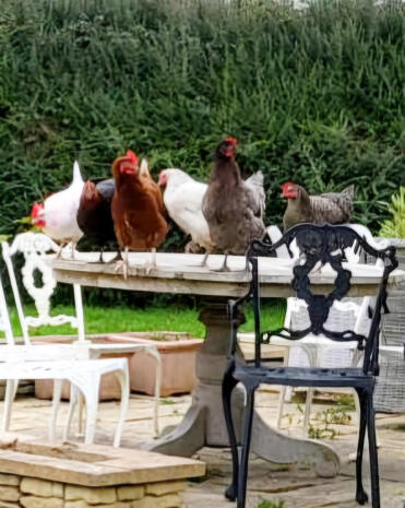Kyllinger på vores bord, før de vender tilbage til deres Omlet!