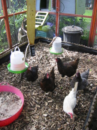 Vi hængte foderautomaterne og drikkedunkene op fra loftet i ledningen for at forhindre hønsene i at sparke mudder derind!