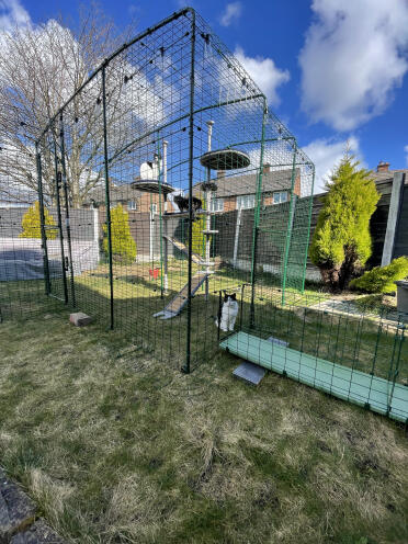 3/6 katte i catio