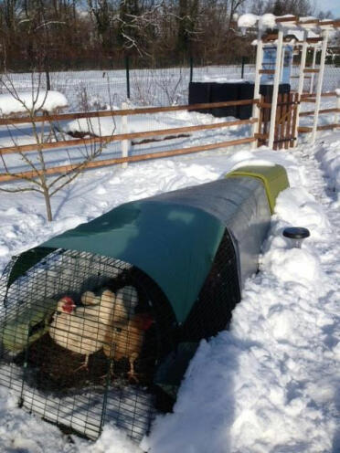 Kyllingerne havde det hyggeligt i Eglu Go , selv i temperaturer på minus 12 grader i frankrig