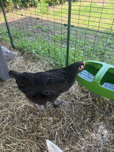 Vanderen er perfekt med hensyn til kapacitet! kvaliteten er virkelig i top 👍🏼; jeg har endda købt en anden for at have flere vandpunkter til mine kyllinger 🐓🐓.