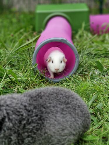 Baby marsvin i sin tunnel