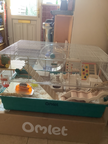 Remy glad hamster i sit nye bur.