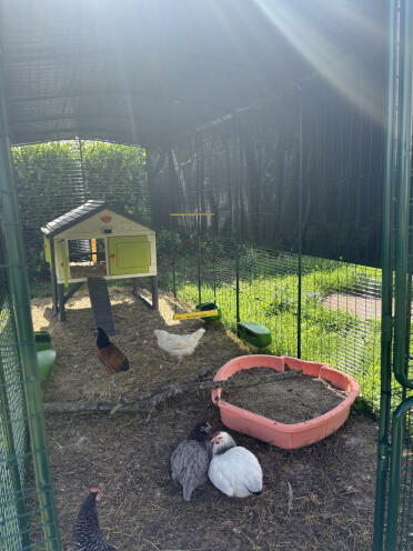 Virkelig cool swing! 🐓🐓👍🏼