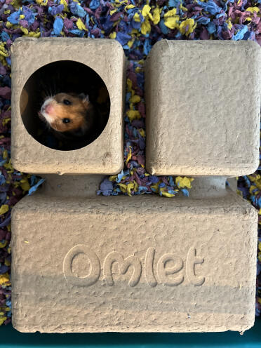 Vores hamster elsker at være i sit kammerskjul!