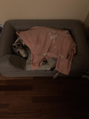 Tipology large til 24 kg greyhound 