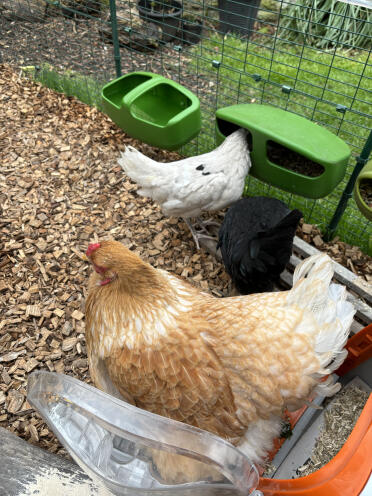 Judy, alice og evie nyder løbeturen Omlet 