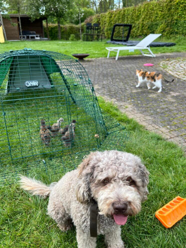 Eglu Go beboet for første gang