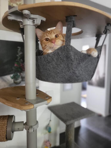 Græskar