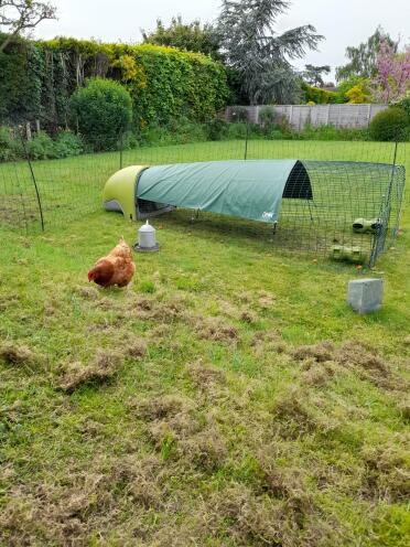 Det er en God ting at have med i løbegården for at beskytte dine høns mod regn og sol.