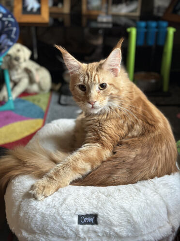 Hamish min mainecoon elsker din seng 😻.