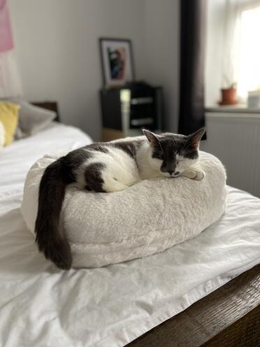 Min kat elsker sin nye Omlet doughnut-seng! 