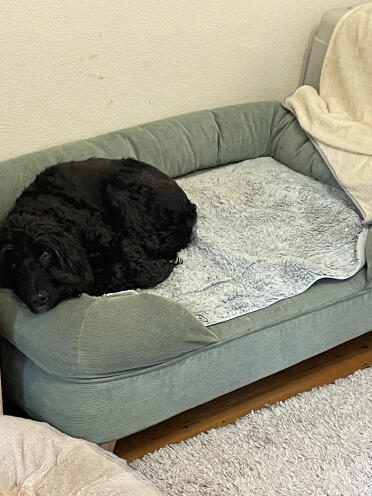 Cockapoo på 15 kg på stor elevationsseng