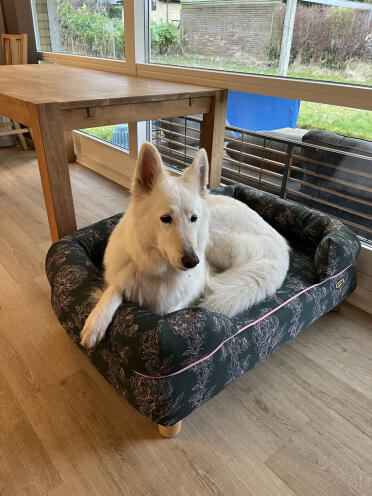 Glad hund