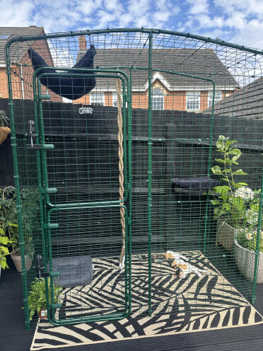 Dreamys nye catio