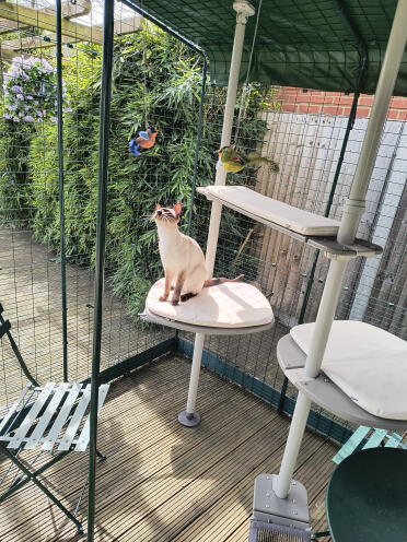 Yzma elsker sin catio