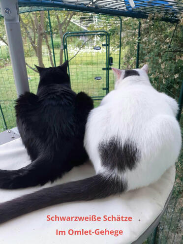 Vores 2 hankatte i indhegningen