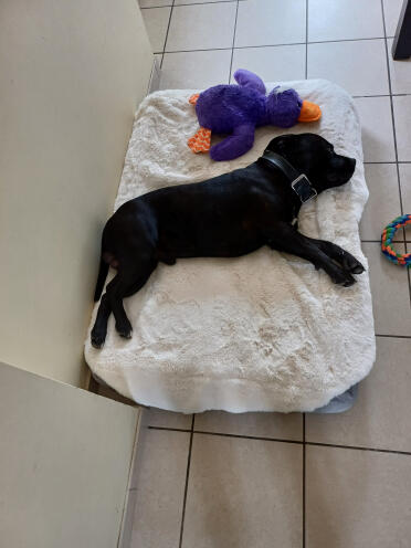 Topology kurv l med en staffie
