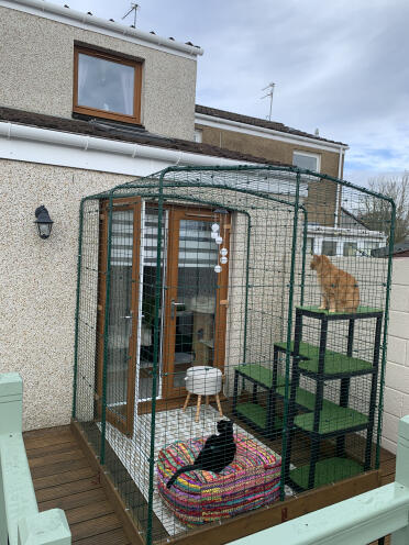 Tigerdyret og chrissy's nye catio 