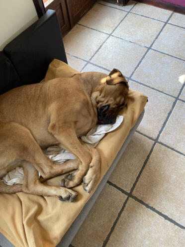 Sigge in his favorit bed 