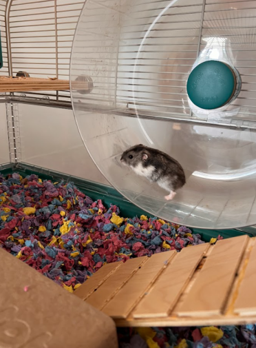 Vores hamster elsker at bruge det store hjul i sit bur!