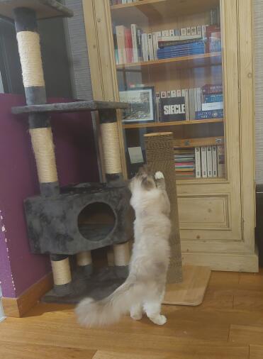 11 måneder gammel ragdoll