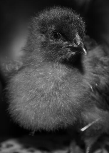 Bluebelle chick 2 uger
