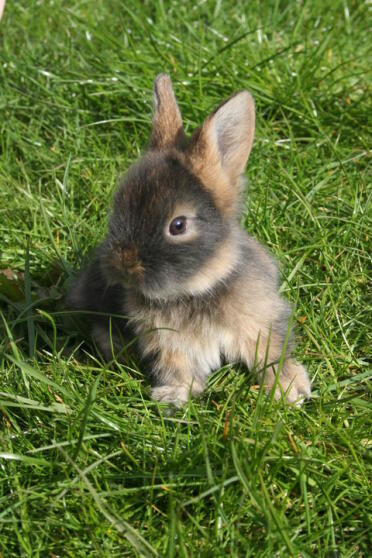 Sød fluffy kanin sidder på græs