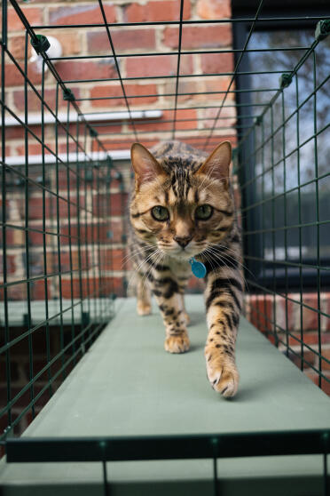 Inde i catio-tunnelen!