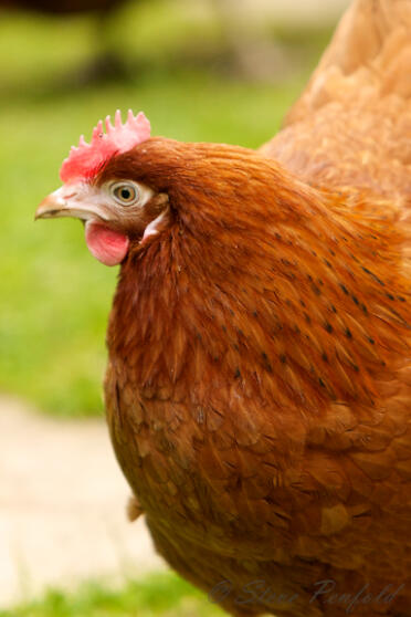 Høns er smukke kæledyr i haven.