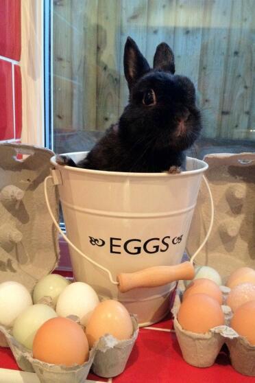 George beskytter sine venners æg! Han elsker sine kyllingevenner, selvom de ikke vil lege med ham og ignorere ham!