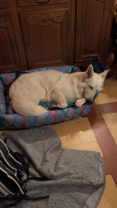 Snowbelle elsker sin nye seng, og det gør mine katte også, chantal 