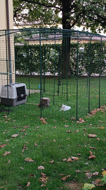 Min catio