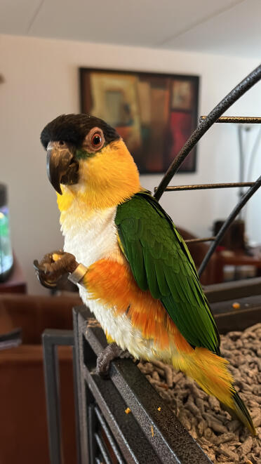 Min jay hedder gizmo og er en sorthovedet kakadue
