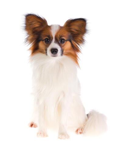 video Klinik forhåndsvisning Papillon hund | Dog Breeds