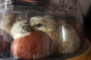 Nyudklækkede Spalsh Marans tørrer ud i inkubatoren